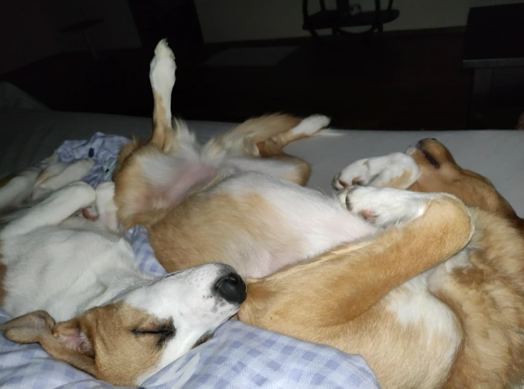 Cheezburger Image 10617470976