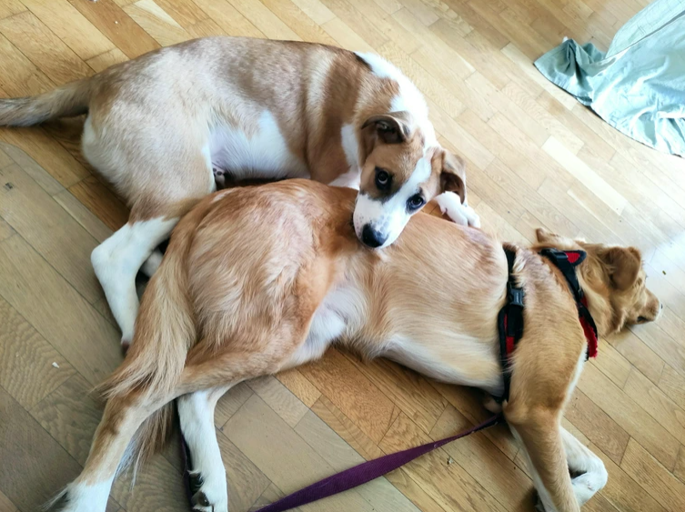 Cheezburger Image 10617471232