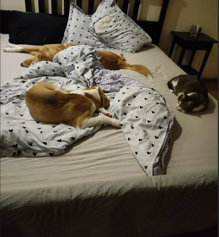 Cheezburger Image 10617471488