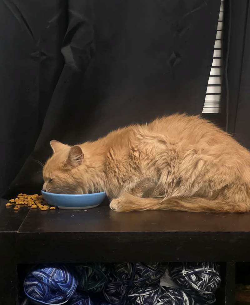 Cheezburger Image 10617479936