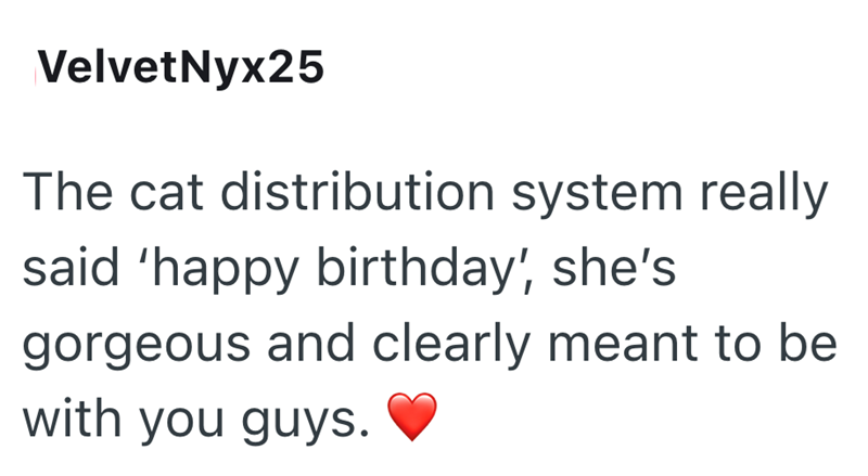 Velvet Nyx25 The cat distribution system really said 'happy birthday, she's gorgeous and clearly meant to be with you guys.