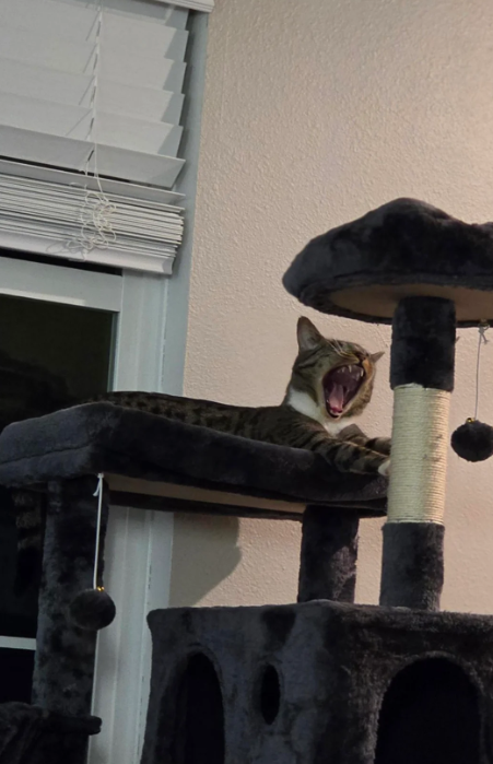 Cheezburger Image 10617490176