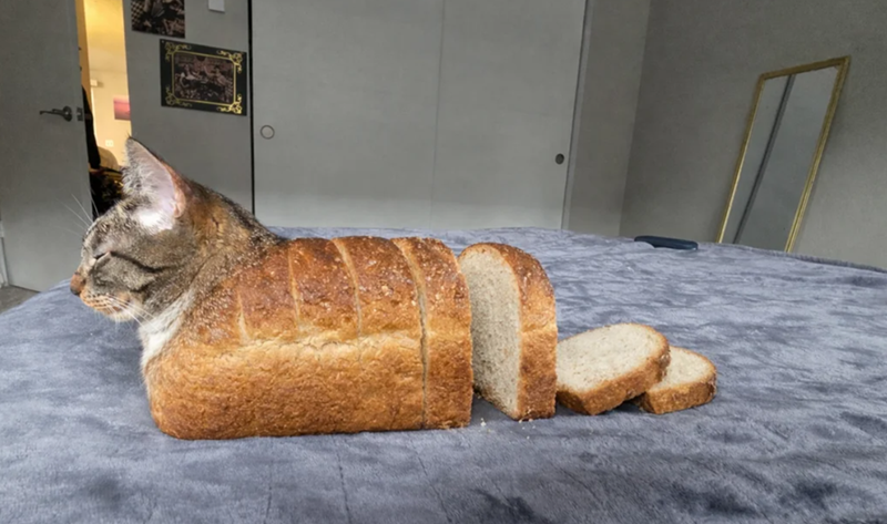 Cheezburger Image 10617490688