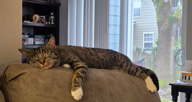 Cheezburger Image 10617491200