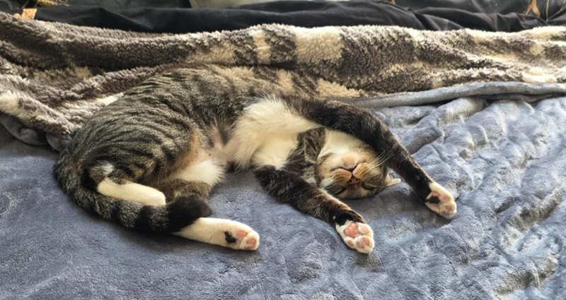 Cheezburger Image 10617491712