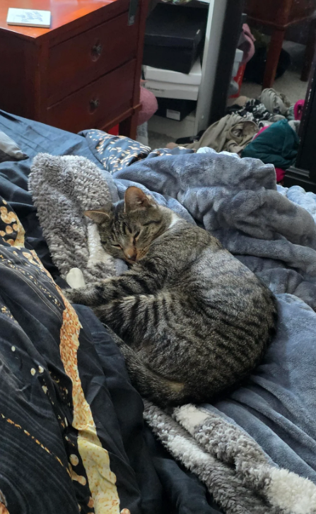 Cheezburger Image 10617492224