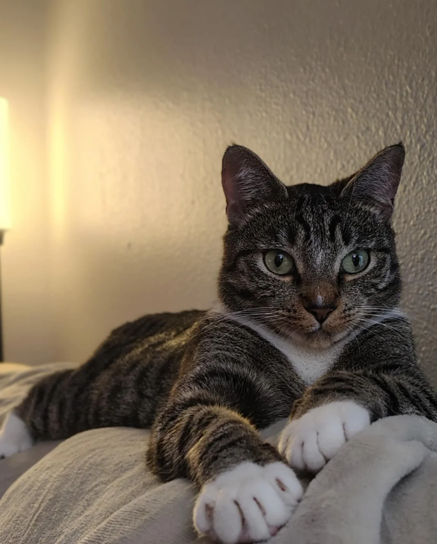 Cheezburger Image 10617492480