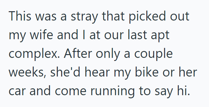 This was a stray that picked out my wife and I at our last apt complex. After only a couple weeks, she'd hear my bike or her car and come running to say hi.