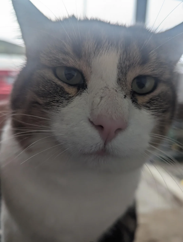 Cheezburger Image 10617499136