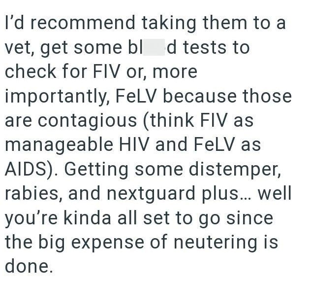 I'd recommend taking them to a vet, get some blod tests to check for FIV or, more importantly, FeLV because those are contagious (think FIV as manageable HIV and FeLV as AIDS). Getting some distemper, rabies, and nextguard plus... well you're kinda all set to go since the big expense of neutering is done.