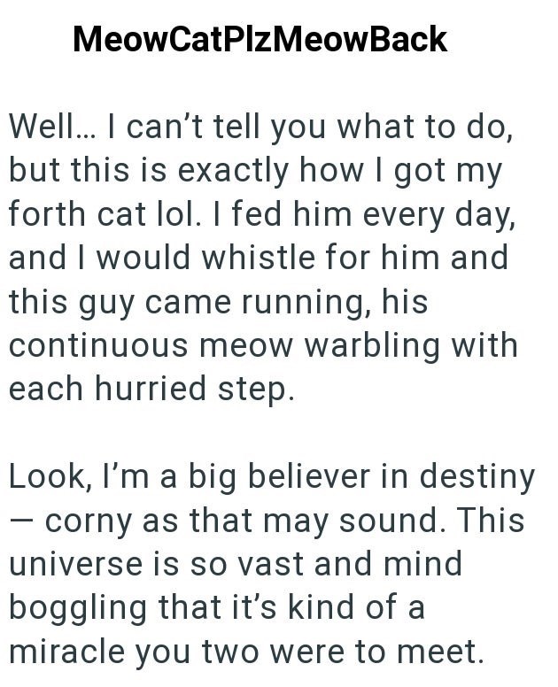 MeowCatPlz MeowBack Well... I can't tell you what to do, but this is exactly how I got my forth cat lol. I fed him every day, and I would whistle for him and this guy came running, his continuous meow warbling with each hurried step. Look, I'm a big believer in destiny - corny as that may sound. This universe is so vast and mind boggling that it's kind of a miracle you two were to meet.