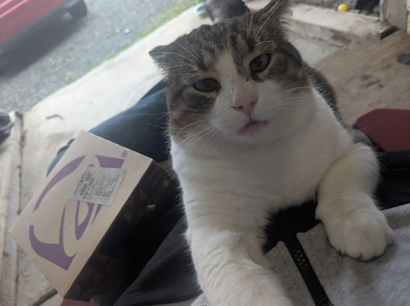 Cheezburger Image 10617501952