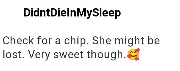 DidntDielnMySleep Check for a chip. She might be lost. Very sweet though.