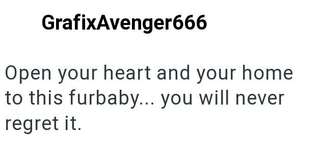 GrafixAvenger666 Open your heart and your home to this furbaby... you will never regret it.