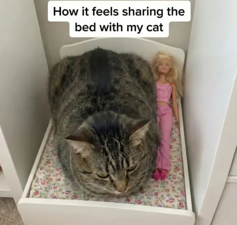 How it feels sharing the bed with my cat
