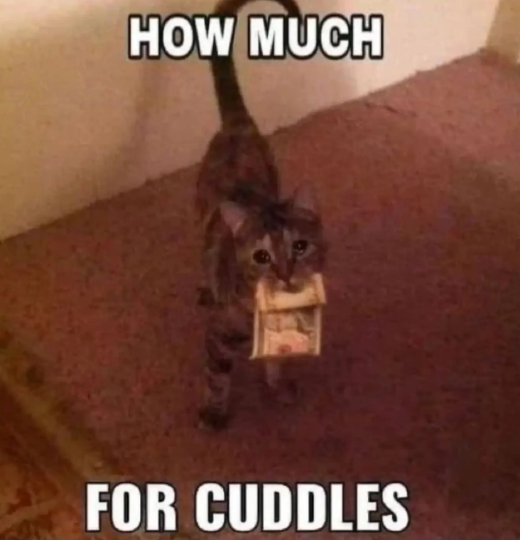 HOW MUCH FOR CUDDLES