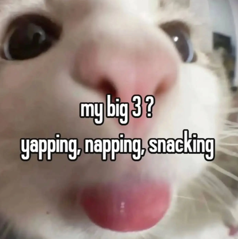 my big 3? yapping, napping, snacking