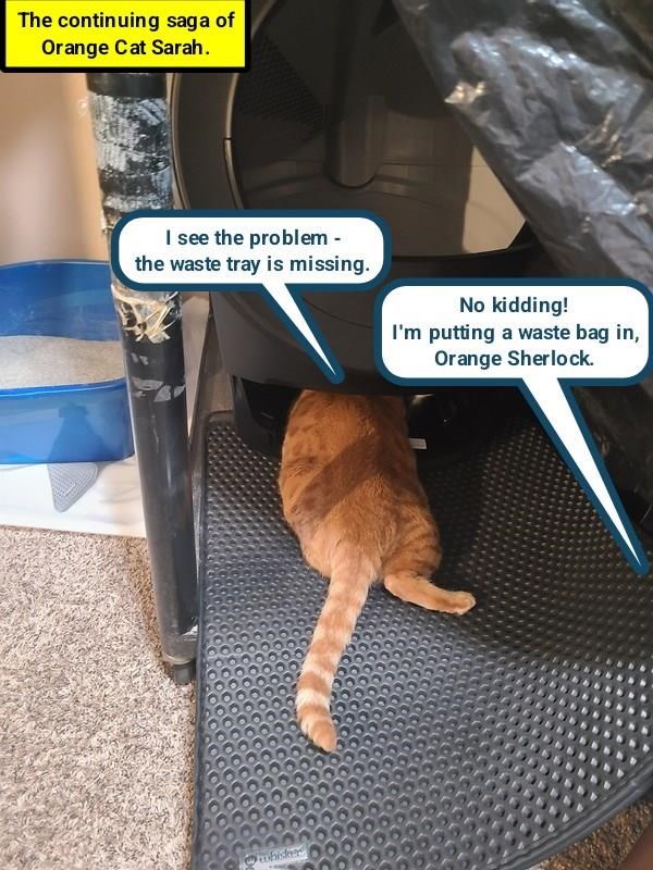 Cheezburger Image 10617511936