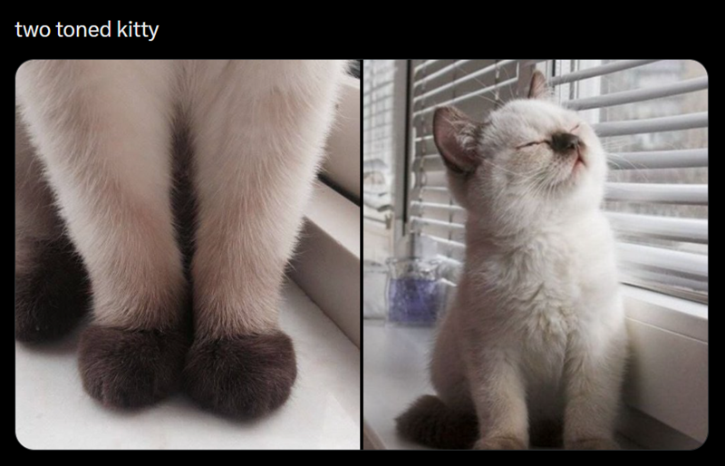two toned kitty