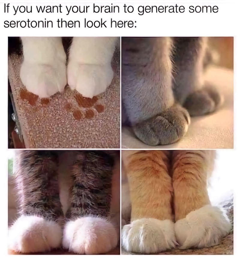 If you want your brain to generate some serotonin then look here: