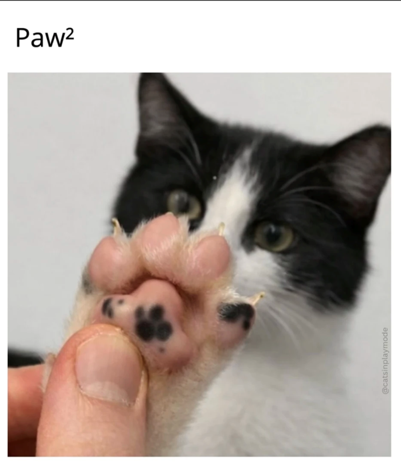 Paw² @catsinplaymode