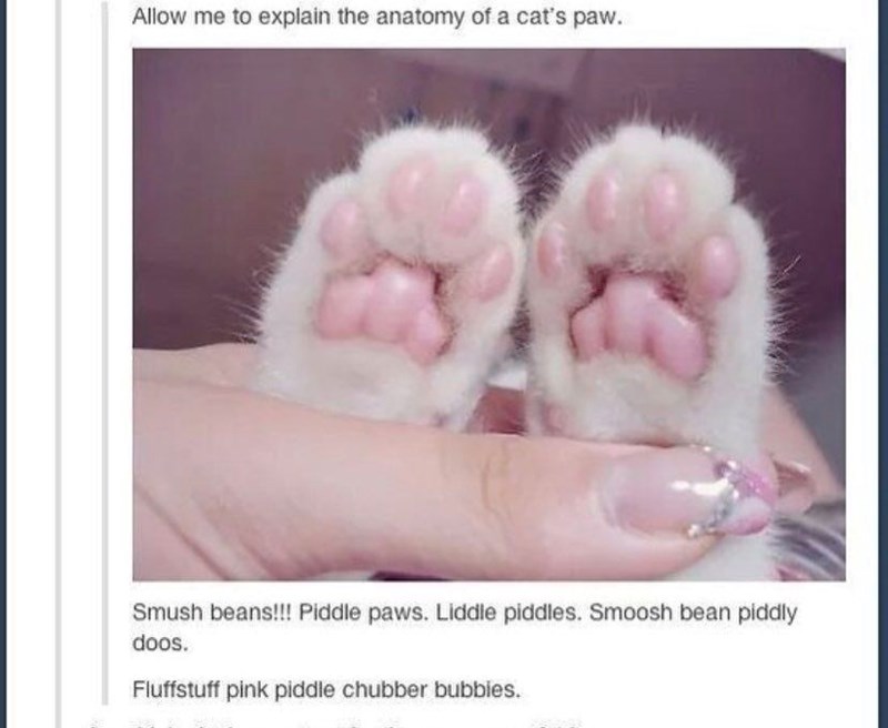 Allow me to explain the anatomy of a cat's paw. Smush beans!!! Piddle paws. Liddle piddles. Smoosh bean piddly doos. Fluffstuff pink piddle chubber bubbles.