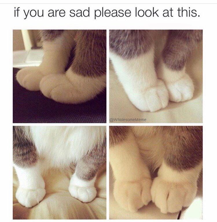 if you are sad please look at this. @WholesomeMeme
