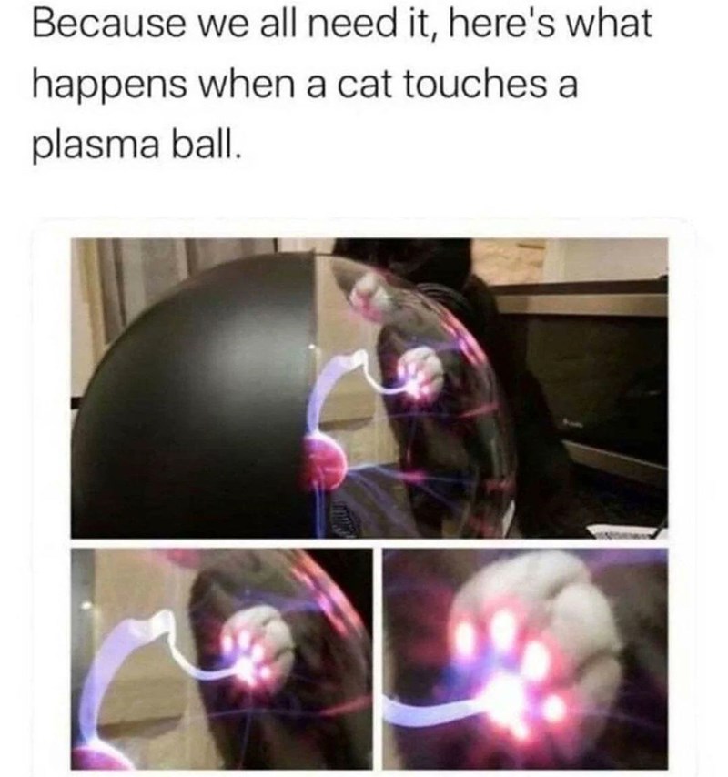 Because we all need it, here's what happens when a cat touches a plasma ball.