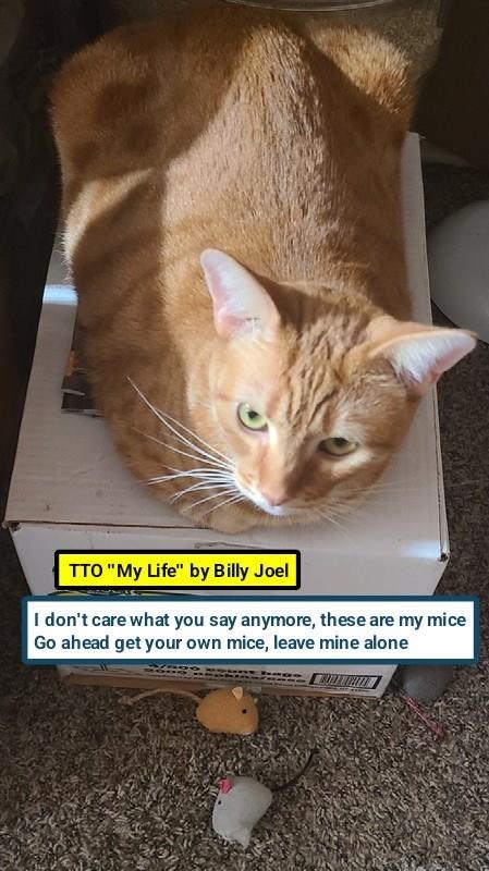 Cheezburger Image 10617519616