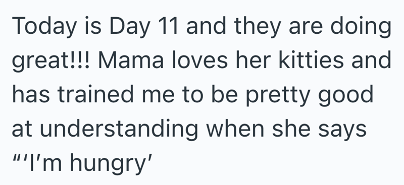 Today is Day 11 and they are doing great!!! Mama loves her kitties and has trained me to be pretty good at understanding when she says "'I'm hungry'