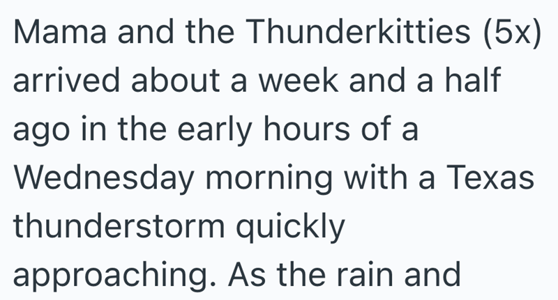 Mama and the Thunderkitties (5x) arrived about a week and a half ago in the early hours of a Wednesday morning with a Texas thunderstorm quickly approaching. As the rain and