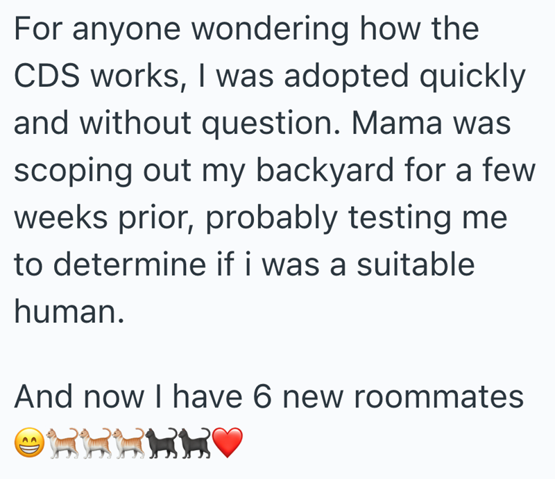 For anyone wondering how the CDS works, I was adopted quickly and without question. Mama was scoping out my backyard for a few weeks prior, probably testing me to determine if i was a suitable human. And now I have 6 new roommates