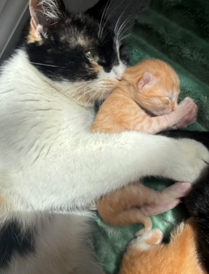 Cheezburger Image 10617522688