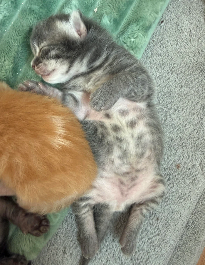 Cheezburger Image 10617522944