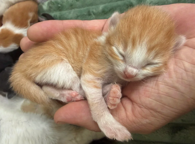 Cheezburger Image 10617523200