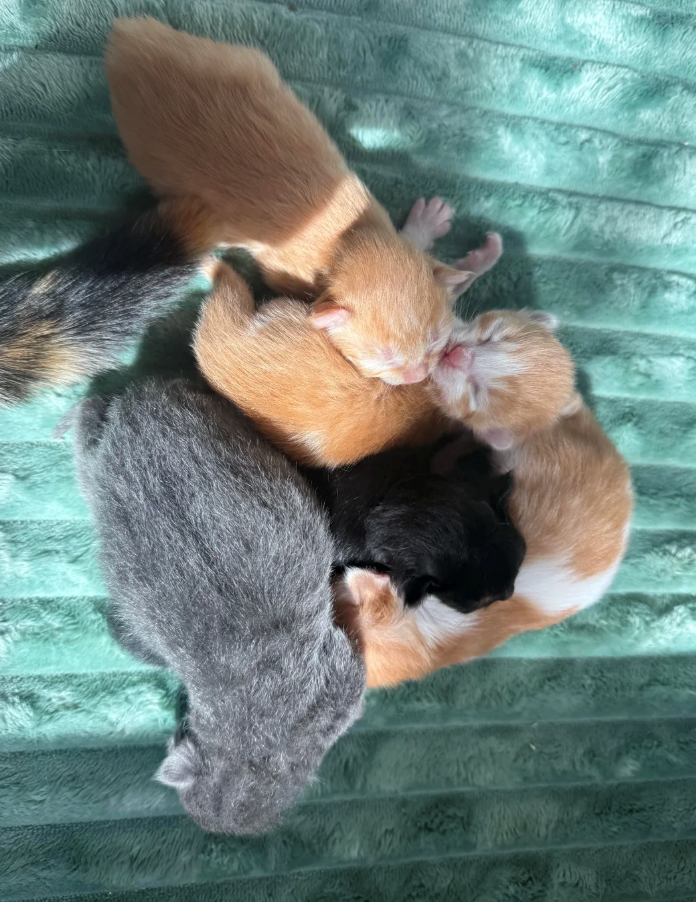 Cheezburger Image 10617523456