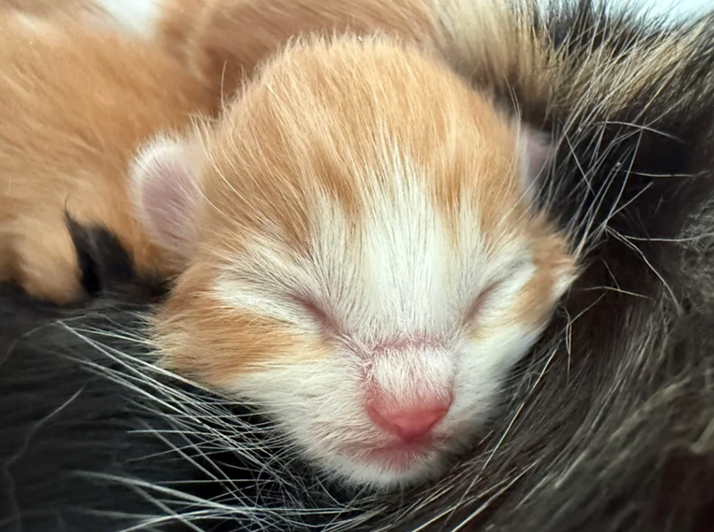 Cheezburger Image 10617524224