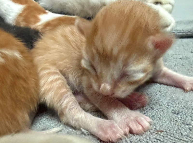 Cheezburger Image 10617524480