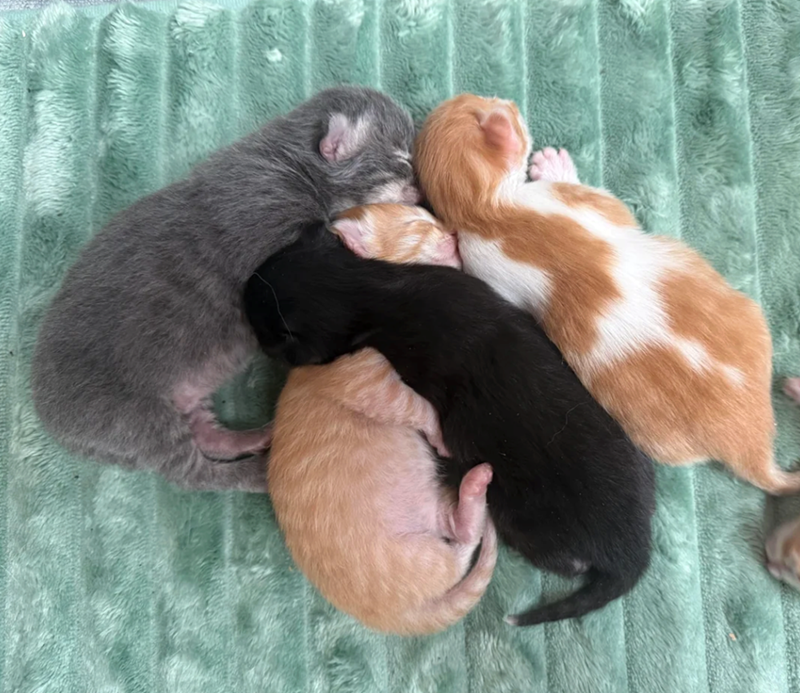 Cheezburger Image 10617524736