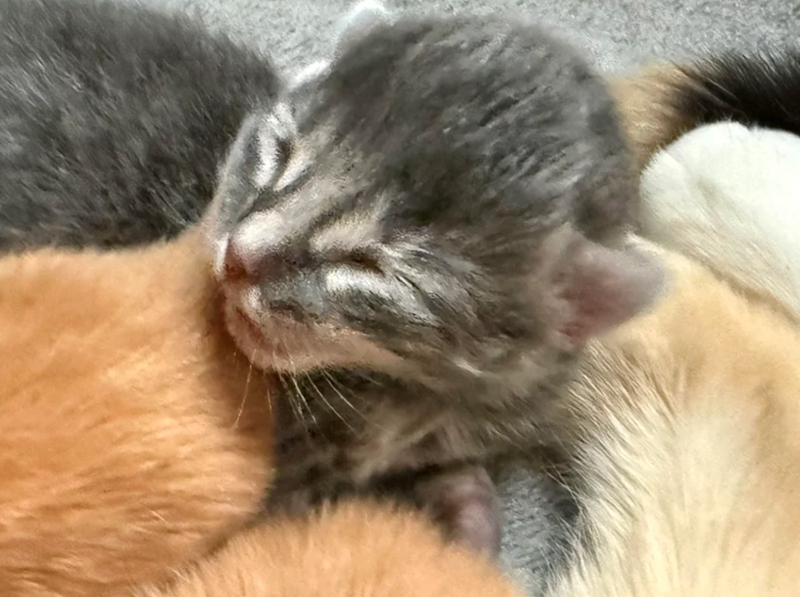 Cheezburger Image 10617525248