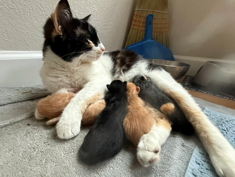 Cheezburger Image 10617525504