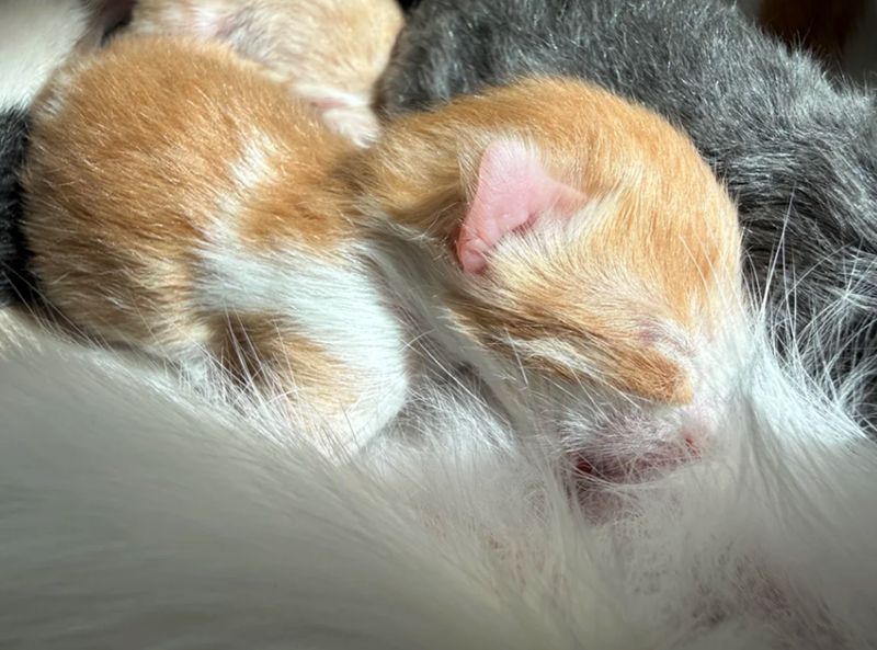 Cheezburger Image 10617525760