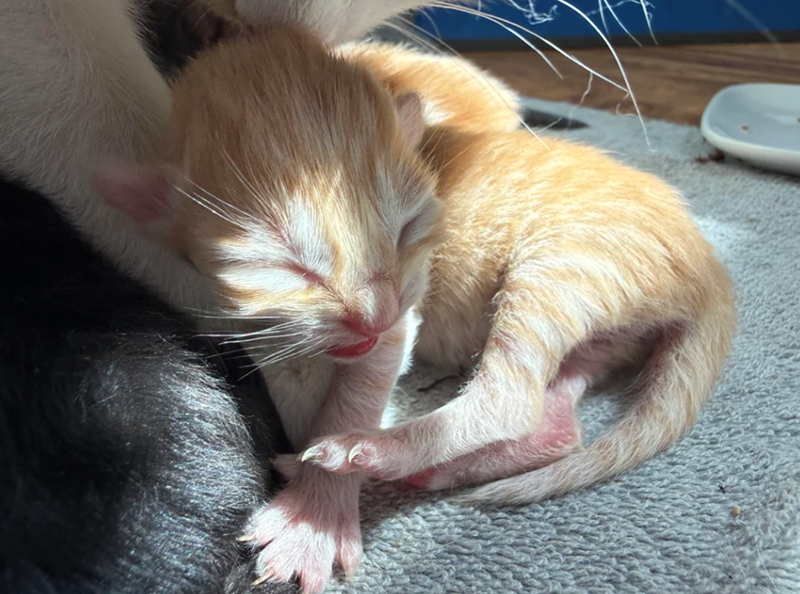 Cheezburger Image 10617526016