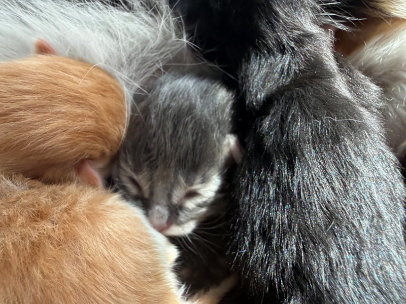 Cheezburger Image 10617526272