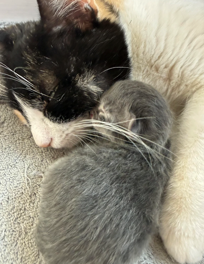 Cheezburger Image 10617526528