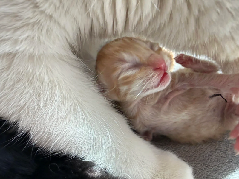 Cheezburger Image 10617526784