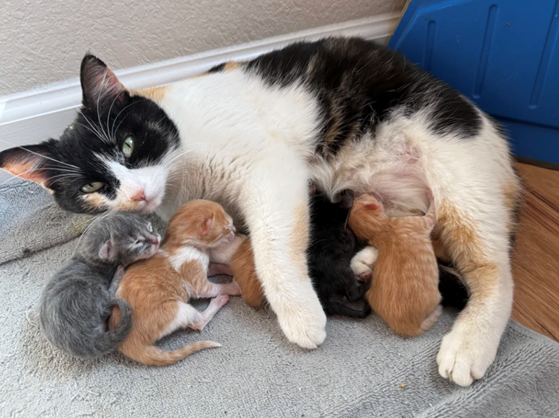 Cheezburger Image 10617527040