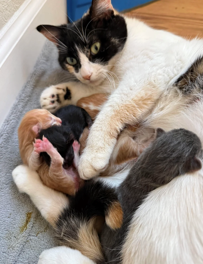 Cheezburger Image 10617527296