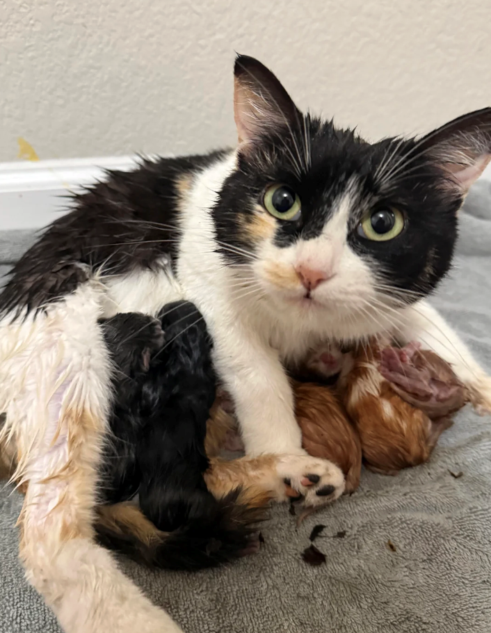 Cheezburger Image 10617527552