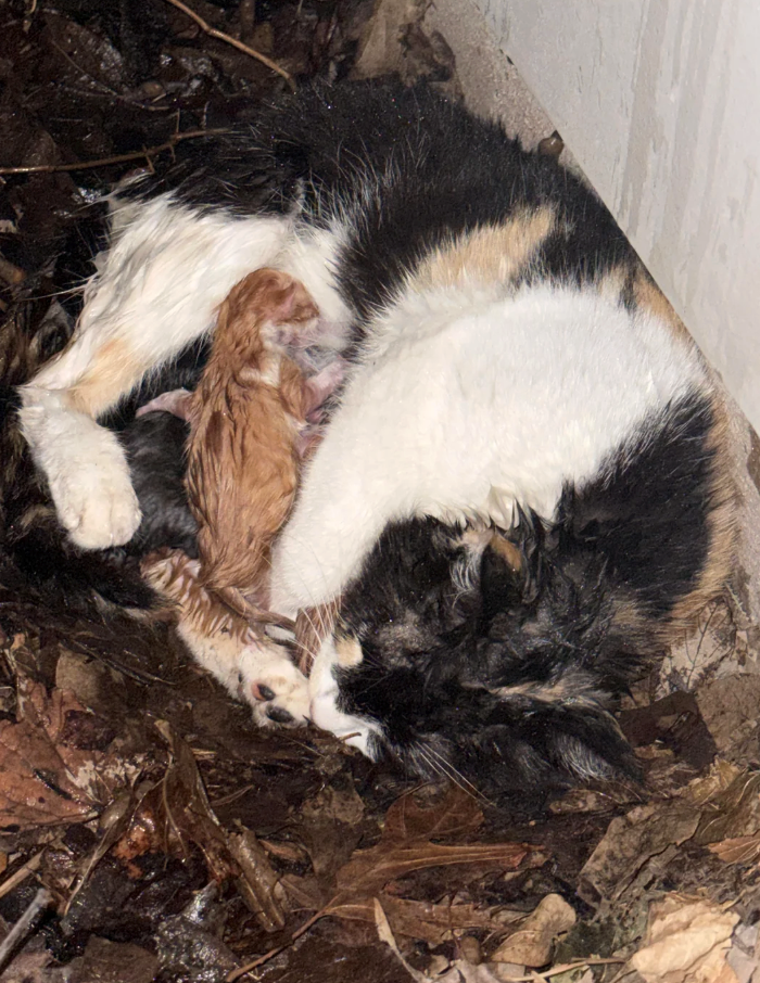 Cheezburger Image 10617527808